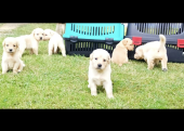 Baby face Golden Retriever